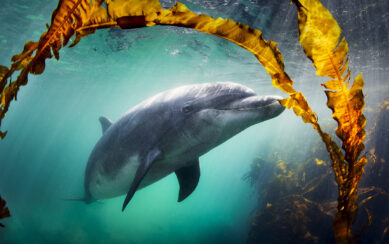 Stories from the Sea 1