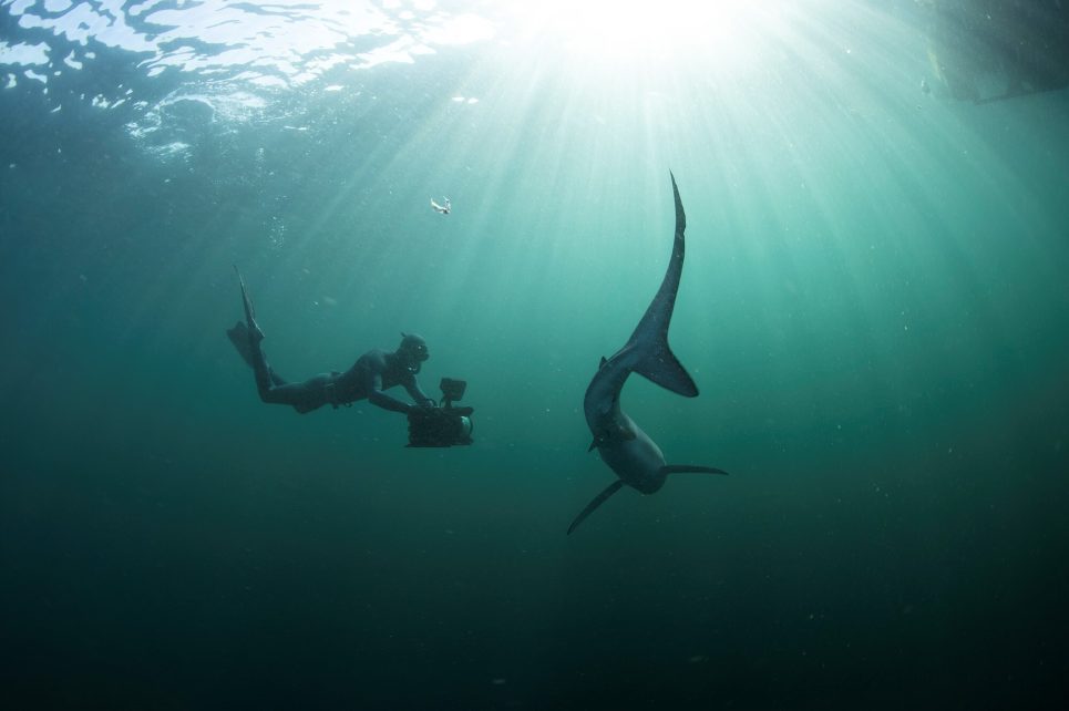 An underwater photograph of a man filming a shark in the ocean